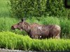 Alaska_Homer_Kajaky (82)