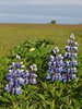 Alaska_Homer_Kajaky (87)