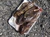 Alaska_Homer_Kajaky (42)
