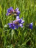 Alaska_Homer_Kajaky (85)