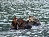 Alaska_Homer_Kajaky (35a)