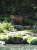 Alaska_Russian river_Seward_Exit Glacier (19)