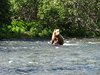 Alaska_Russian river_Seward_Exit Glacier (10)
