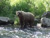 Alaska_Russian river_Seward_Exit Glacier (14)