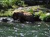Alaska_Russian river_Seward_Exit Glacier (17)