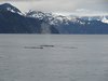 Alaska_Russian river_Seward_Exit Glacier (107)