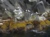 Alaska_Russian river_Seward_Exit Glacier (114)