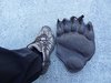 Alaska_Russian river_Seward_Exit Glacier (117)