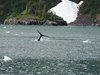 Alaska_Russian river_Seward_Exit Glacier (104)