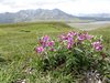 Alaska_Denali NP (20)