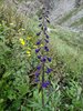 Alaska_Denali NP (101)