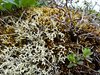 Alaska_Denali NP (103)