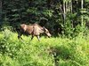 Nenana_Fairbanks_Chena Hot Springs_North Pole (142)
