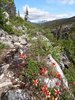 10_Alaska_Chilkoot trail (160)