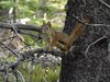 10_Alaska_Chilkoot trail (170)