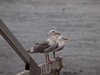 12_Alaska_Kluane_Burwash landing_Valdez (97)