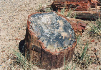 Petrif1.jpg (48927 bytes)
