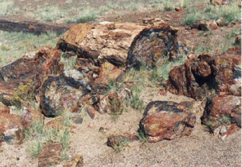 Petrif2.jpg (48402 bytes)