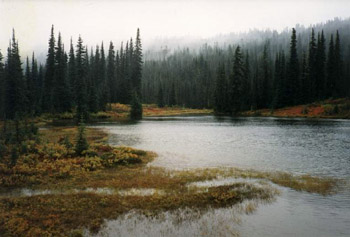 Ranier.jpg (30451 bytes)
