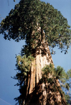Seq1.jpg (44172 bytes)
