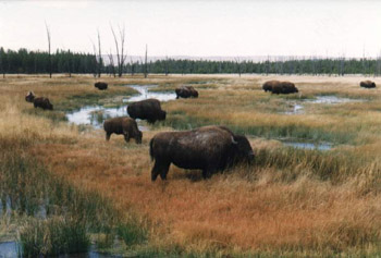 Yell-Bizous2.jpg (32102 bytes)