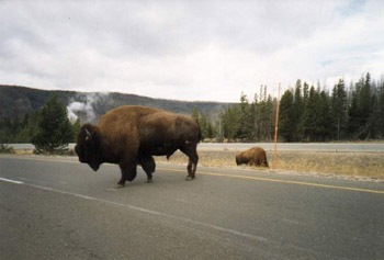 Yell-bizous.jpg (23885 bytes)