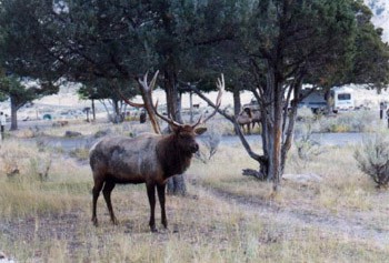 Yell-jelen.jpg (39502 bytes)