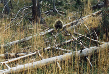 Yell-urson.jpg (53013 bytes)